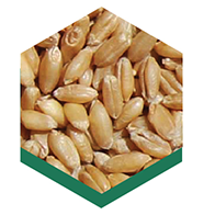 Durum Wheat